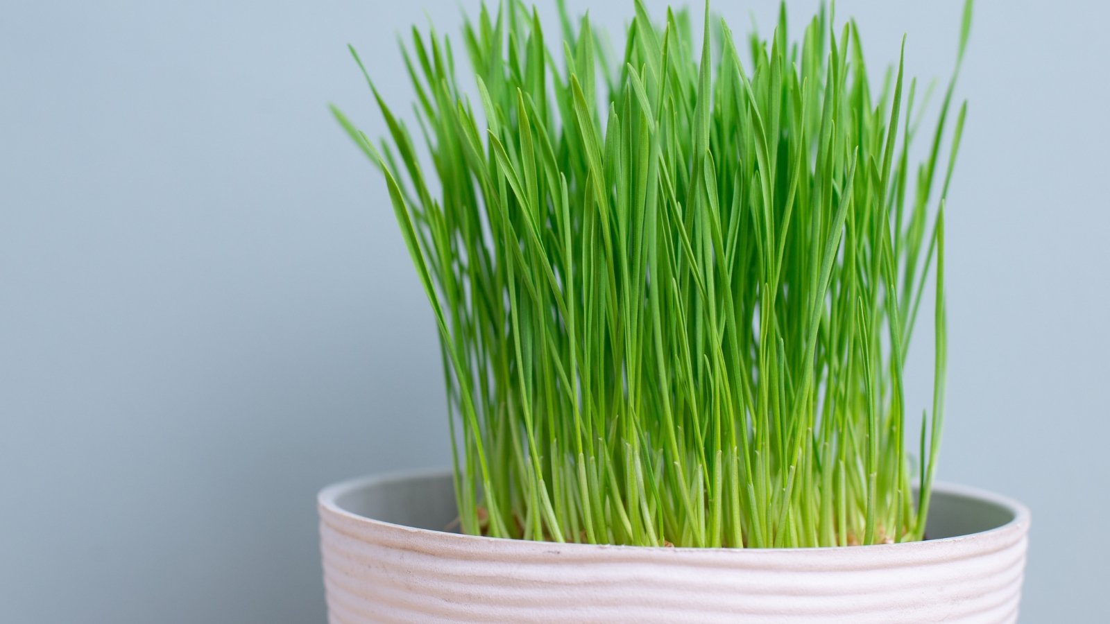 Slender, upright blades of vibrant green resembling grass, growing densely from the pot.
