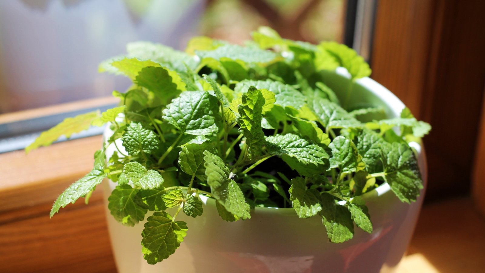 Bright green, softly serrated leaves with a subtle lemony scent, bushy and full in the white ceramic pot.
