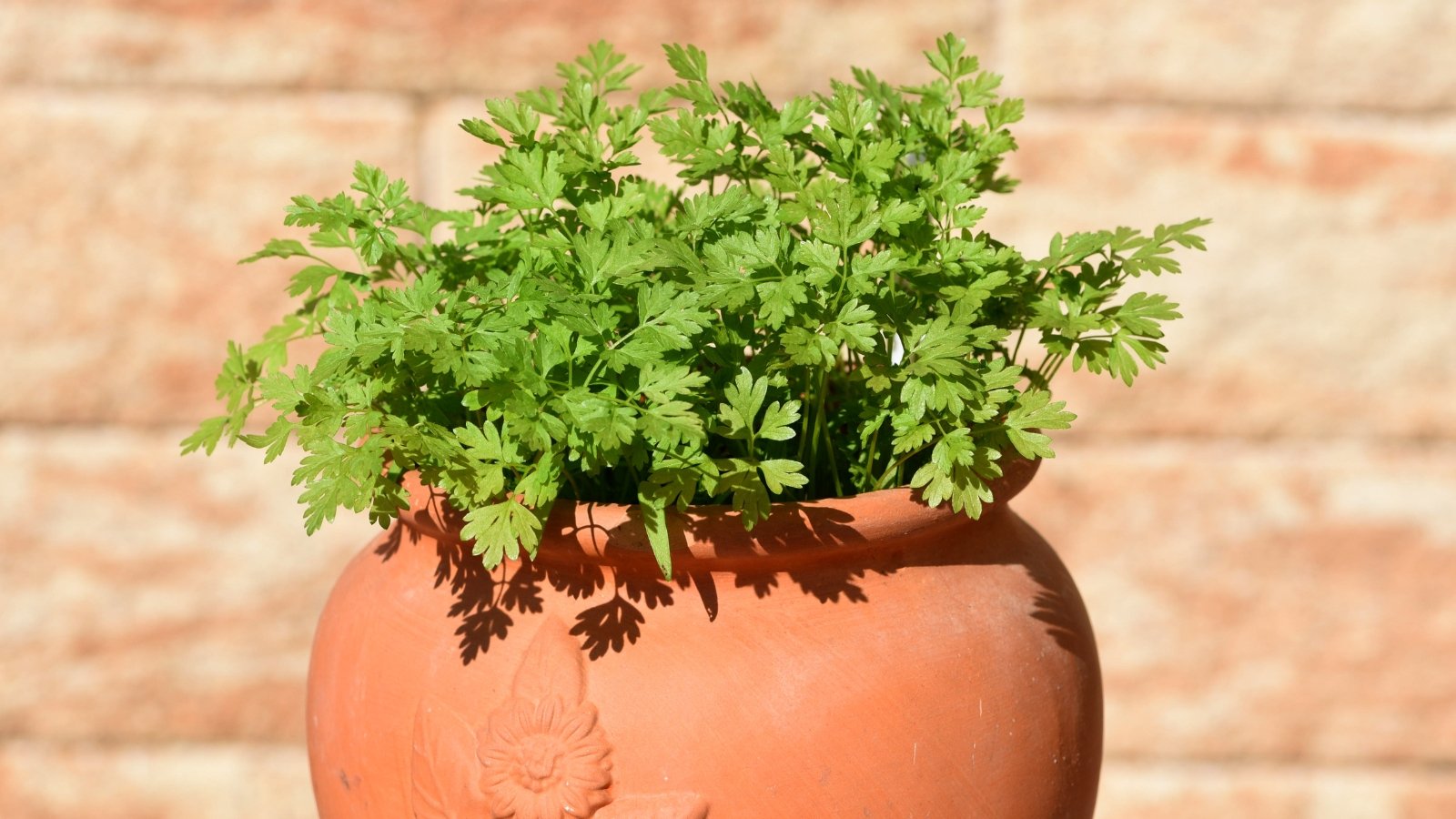 Lush, light green, feathery leaves with an airy, delicate texture create a soft, lacy appearance in a large clay pot on a sunny terrace.
