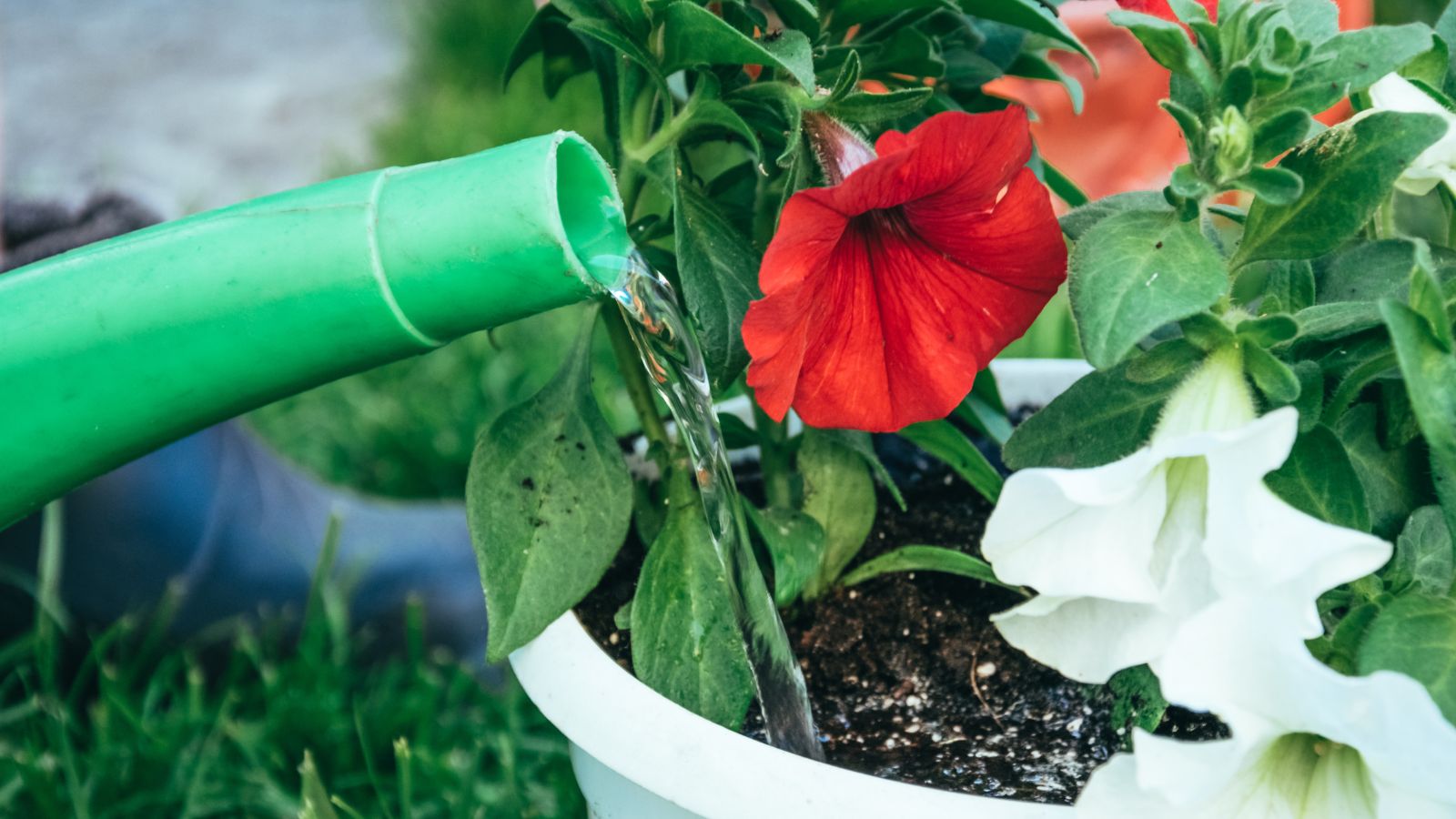 Flowers in a container receiving abundant water being poured from a green watering can, in a shady area of the garden