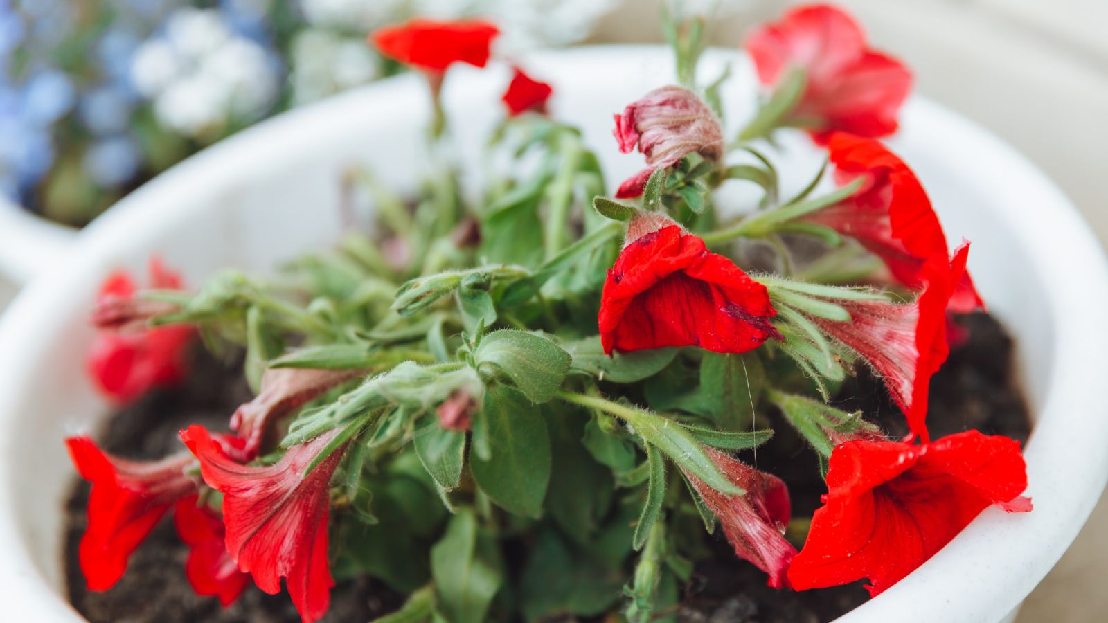 Red flowers appearing wilted because of disease, having green leaves and fleshy stems, placed in dark brown soil in a white container