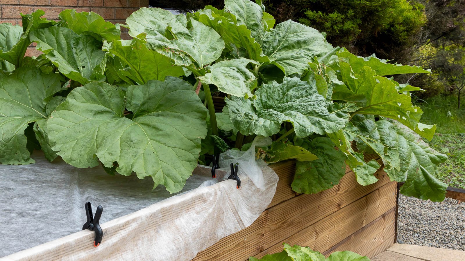 Rhubarb planted in raised bed.