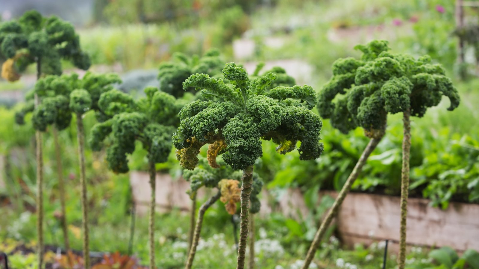 Kale grows on long sturdy stems, with dark green foliage, appearing as trees, planted in a garden.