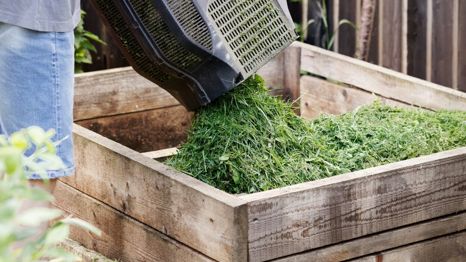 A close-up of freshly cut green grass clippings being piled into a wooden container in a backyard garden.