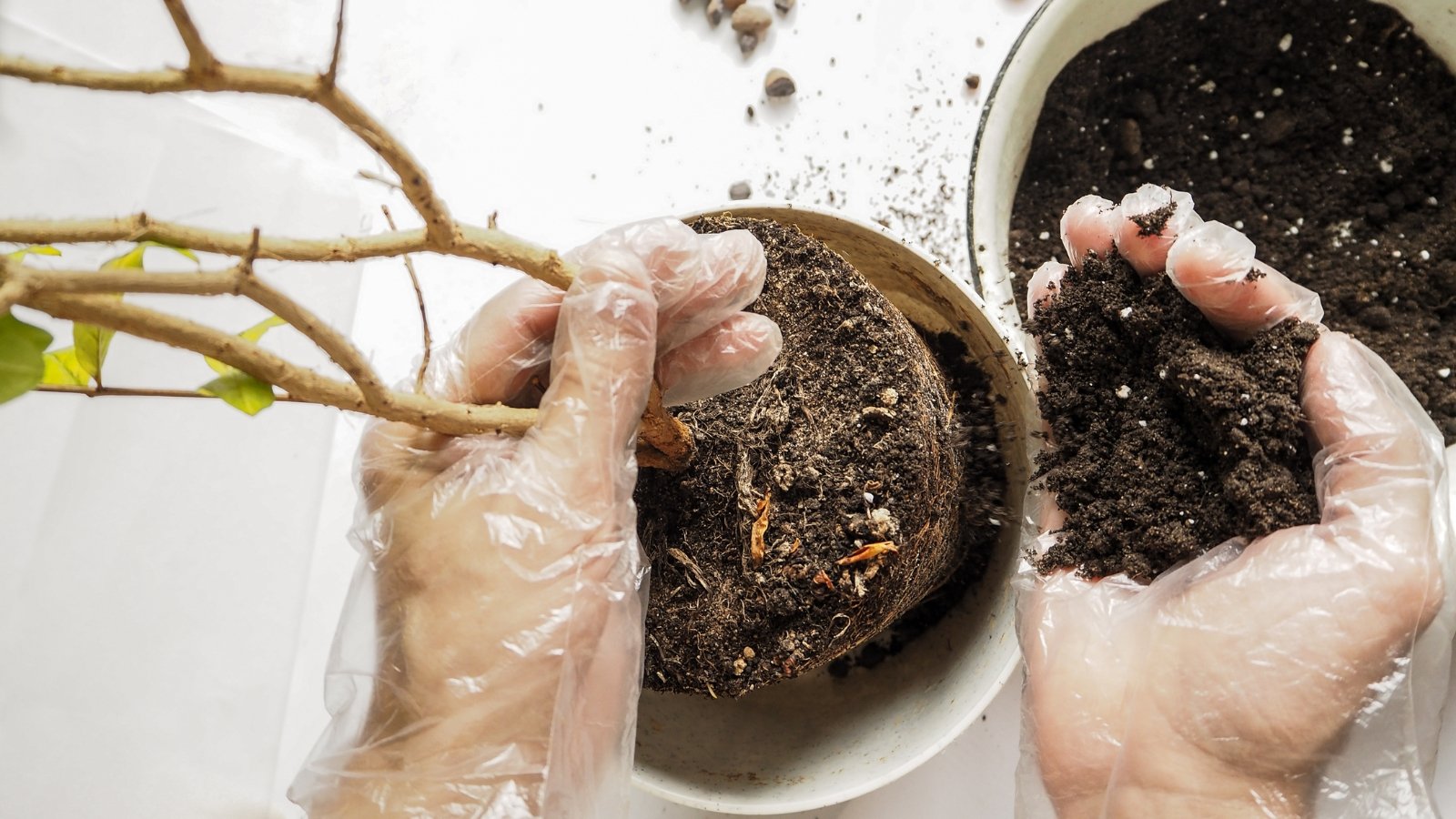 Close-up of a gardener's hands repotting a young tree into a larger pot, carefully adding fresh soil around the base of the plant.
