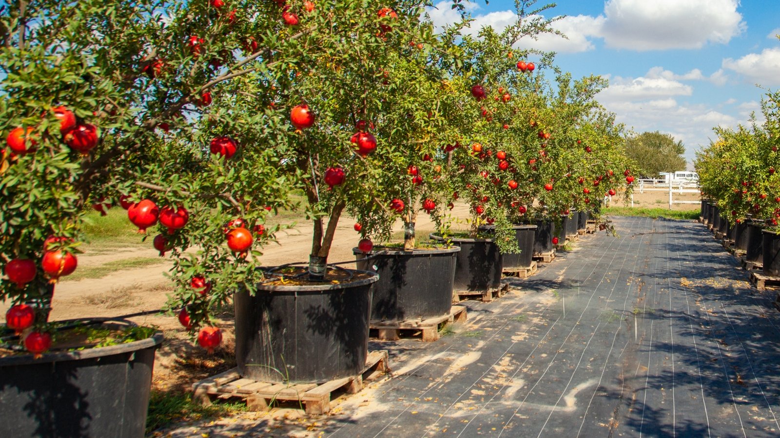 A row of potted pomegranate trees with ripe, vibrant fruits and drip irrigation lines winds through a sunny garden.
