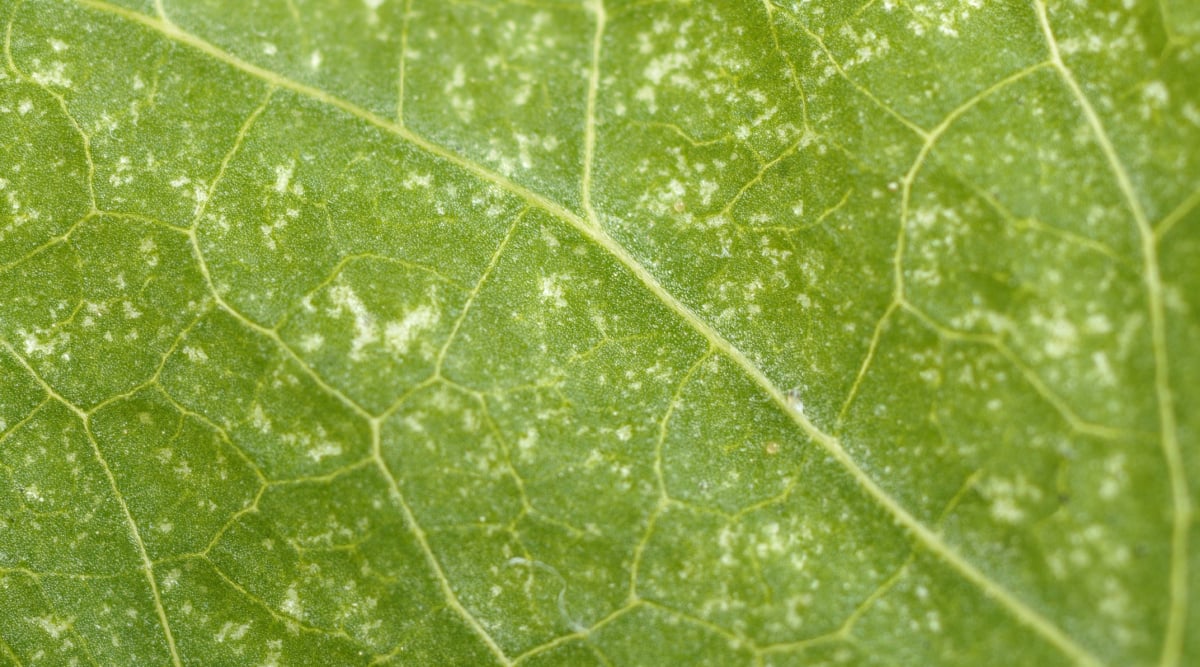 Macro of leaf damaged by garden fleahoppers.