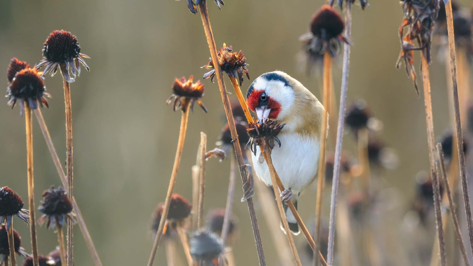 The European Goldfinch, with its striking yellow and black plumage, perches gracefully on the dry coneflower seedheads, pecking at the seeds with its slender, pointed beak against a backdrop of faded petals.
