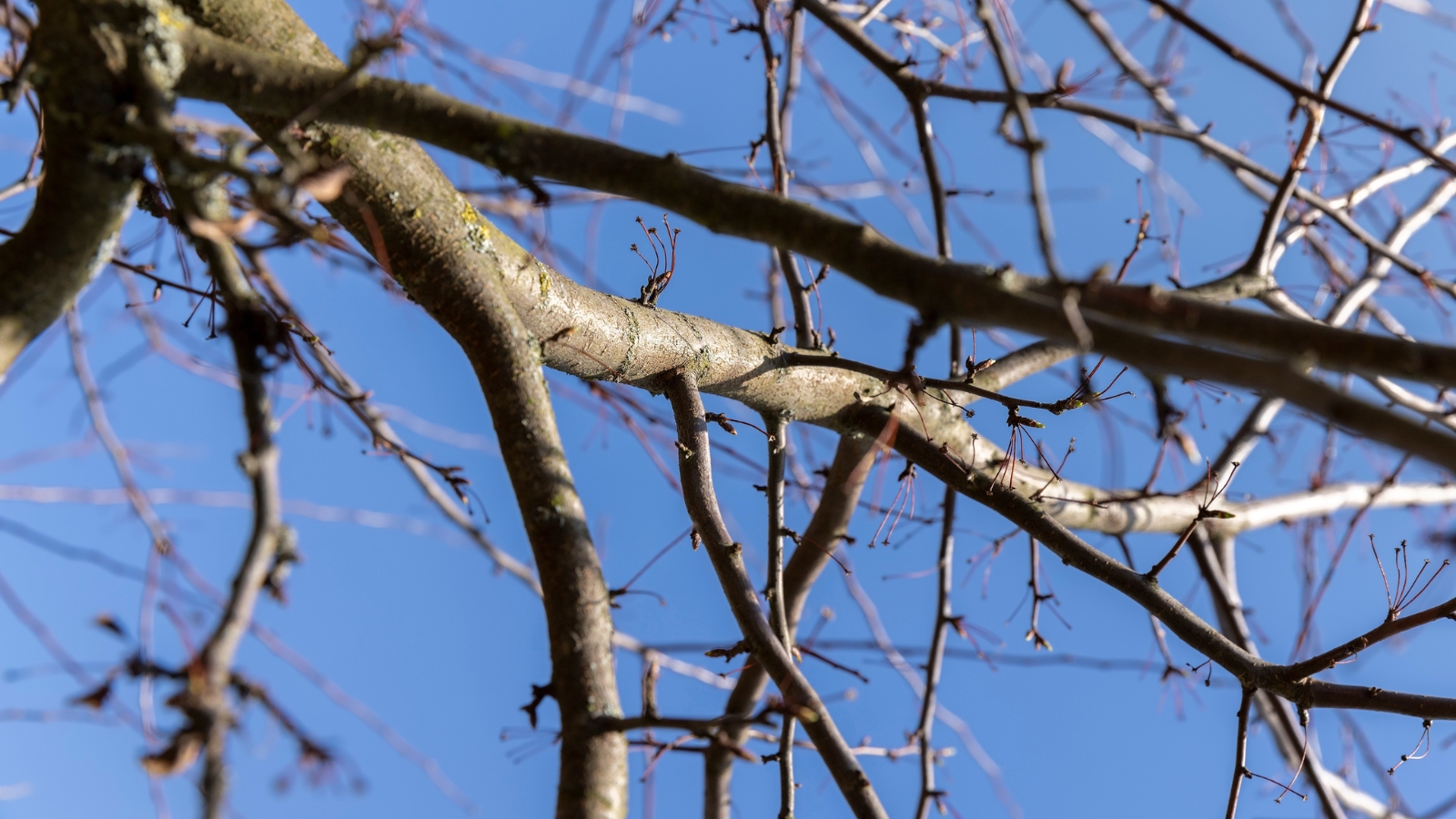 The bare apple tree, with its gnarled branches and twisted limbs, stands stark against the clear blue sky.
