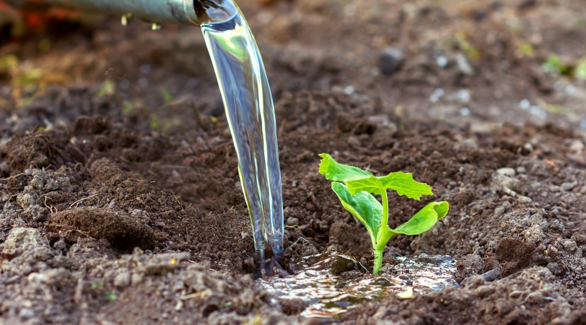 Close-up of watering a pumpkin seedling in the garden. A stream of water flows from the hose. The small seedling has a pair of cotyledons and a pair of true leaves with jagged edges.