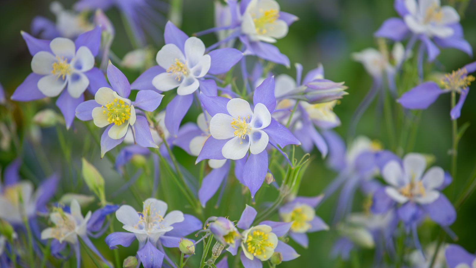 A shot of a composition of Blue Columbine flowers showcasing their blue-violet, white and yellow colorway in an area outdoors