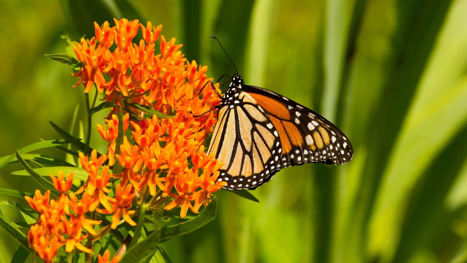 A close up shot of the Butterfly Milkweed flower showcasing its orange hue with a monarch butterfly feeding, both situated in an area outdoors