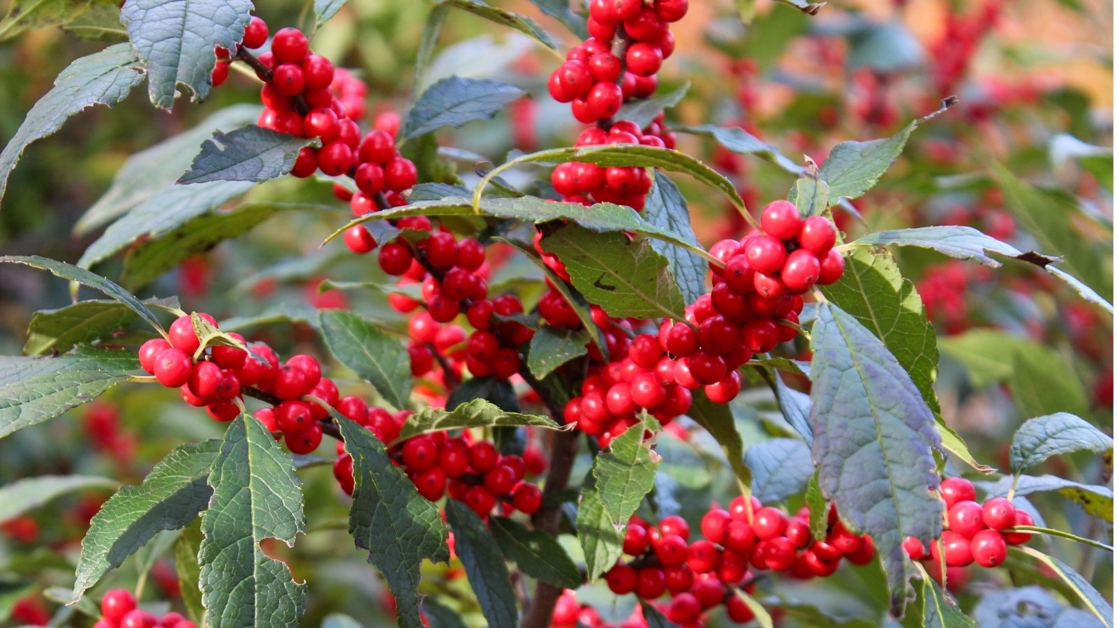 Red winterberries cluster along the slender stems, adding a pop of seasonal color to the landscape. Delicate veins intricately pattern the leaves, creating a picturesque scene of nature's intricate beauty.