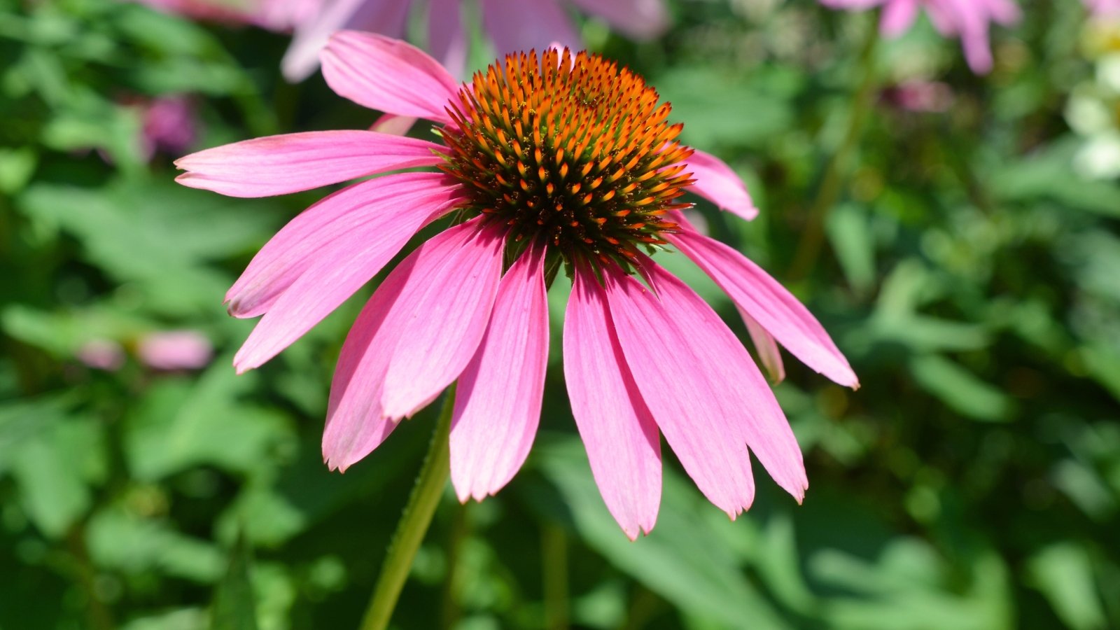 This flower has rough, dark green leaves and a tall, sturdy stem topped with a large, daisy-like flower featuring purple petals and a prominent orange-brown cone.