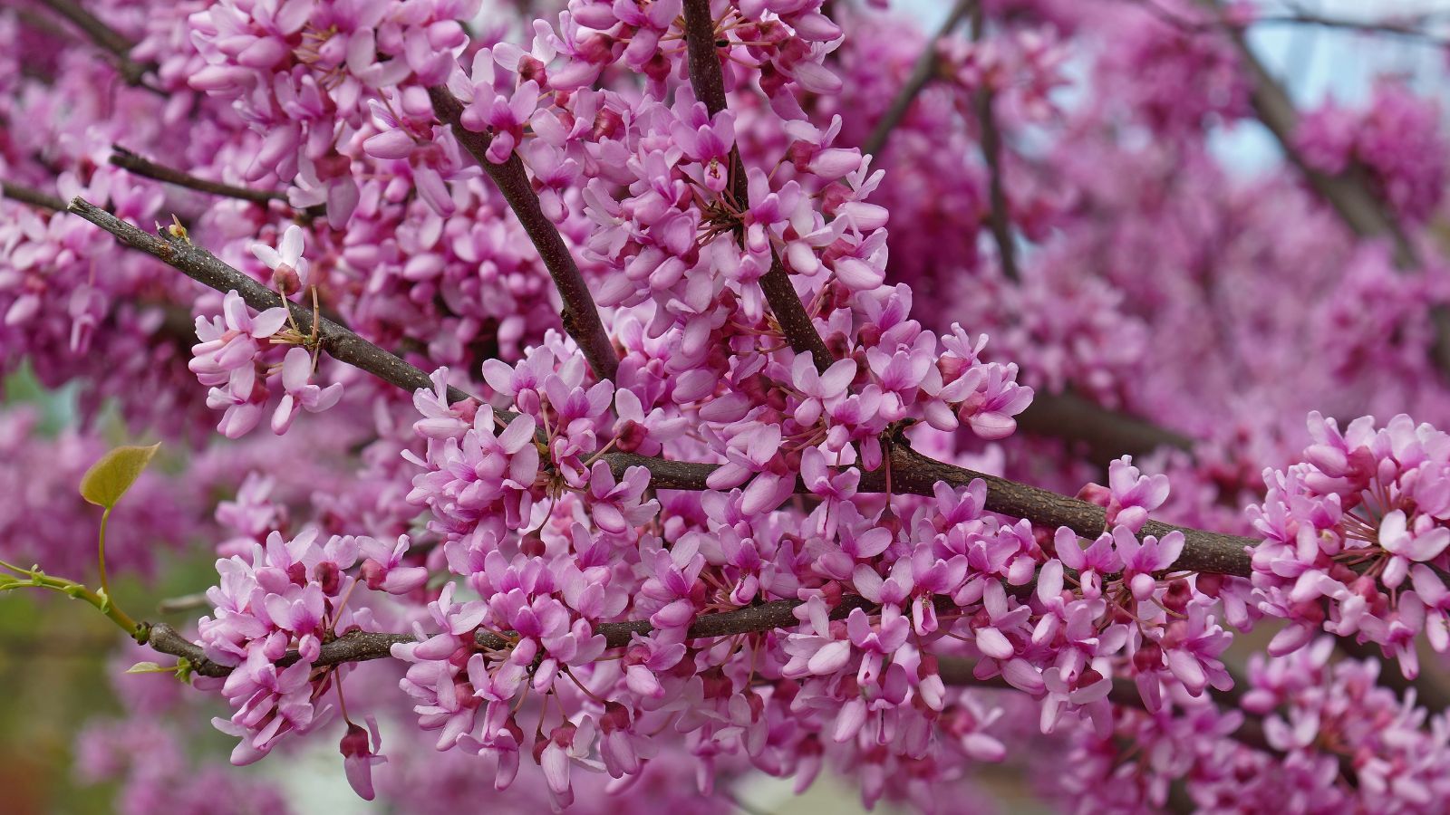 A close-up shot of the Eastern Redbud shrubs that showcases its light pink flowers and bare branches that is situated in a well lit area outdoors