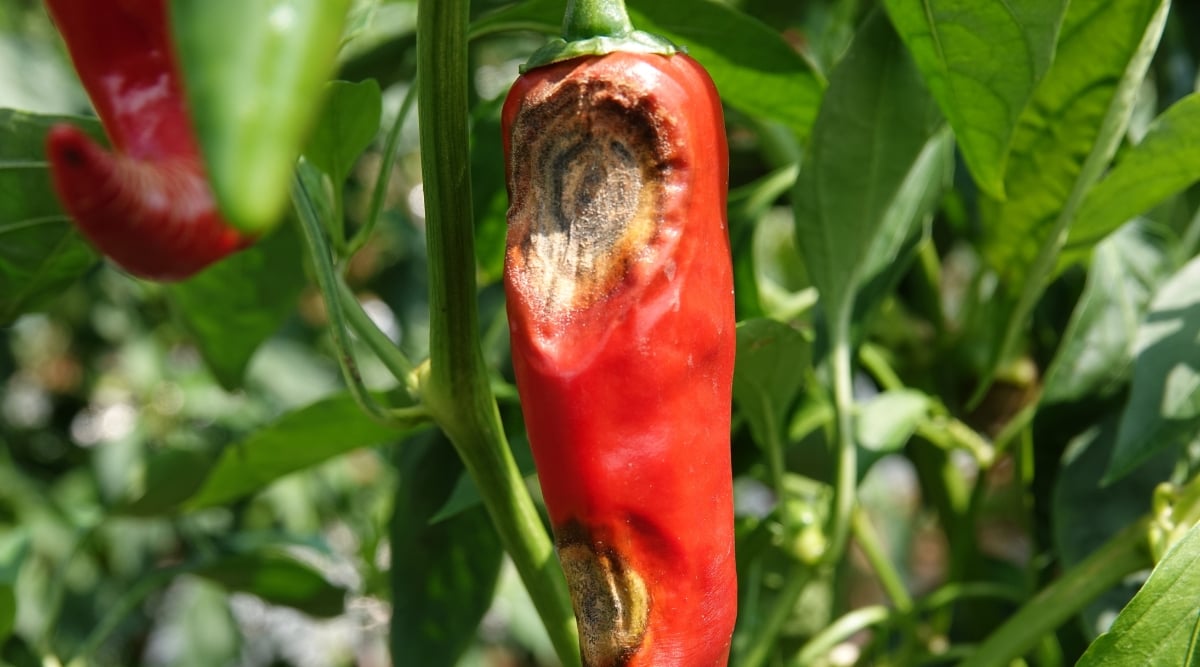 A bright red fruit infected by fungi, creating rotting lesions.