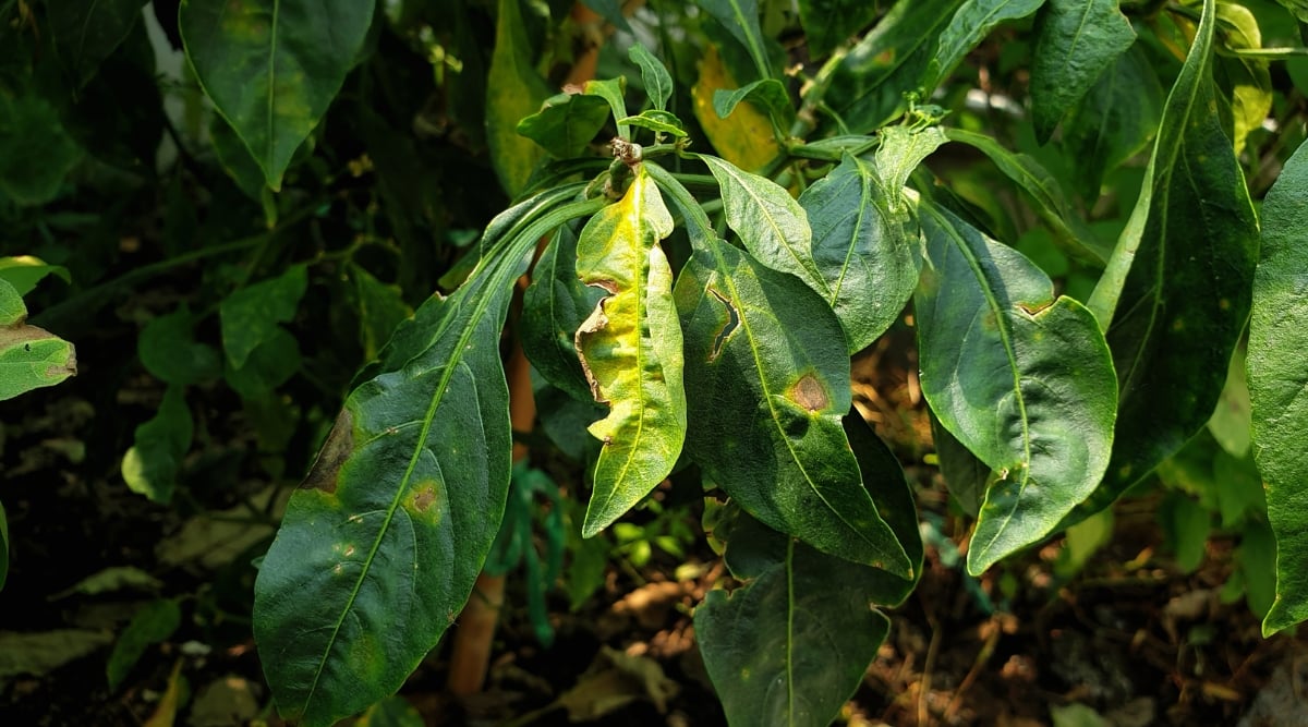 elongated leaves that are infected, showing spots that are rotting, and spots that are turning yellow.