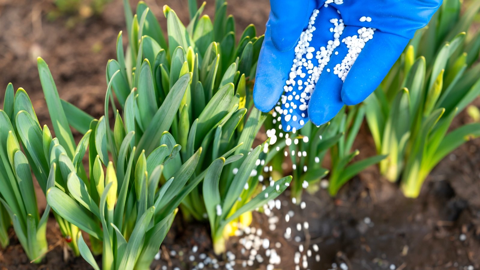 Close-up of a blue-gloved gardener's hand applying granular fertilizer to young narcissus plants in a sunny garden. Young narcissus plants emerge from the soil with slender, erect stems. The foliage consists of narrow, strap-like leaves arranged in a tuft at the base of the stem.