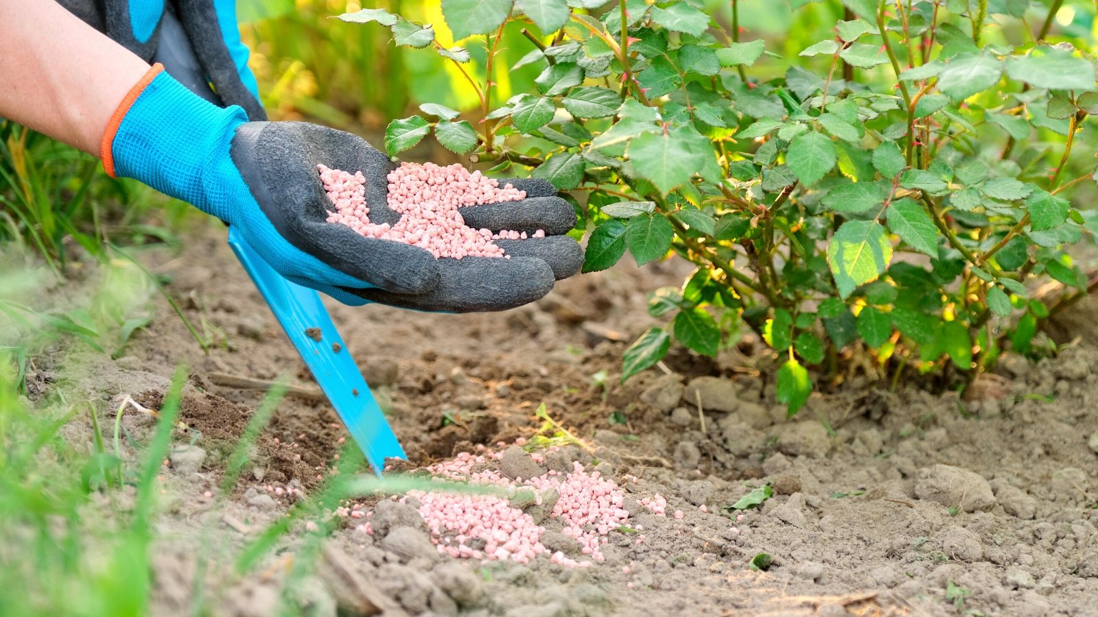 Close-up of a gardener wearing black and blue gloves applying Potassium fertilizer to a rose bush in the garden. These fertilizers are granular, unevenly shaped and pale pinkish-orange in color.