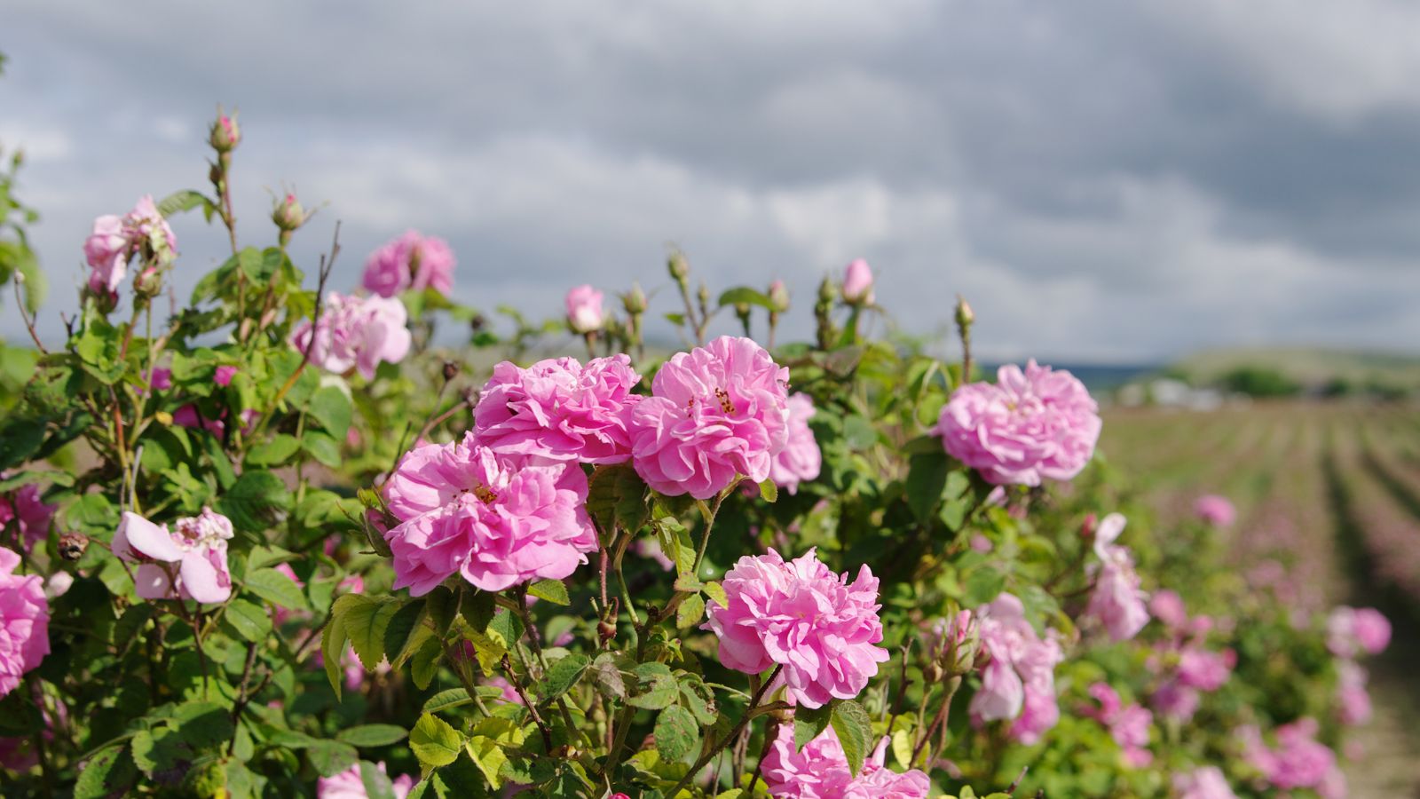 A shot of a shrub of bright pink roses with a field of the same perennial in the background that are all situated in a bright sunlit area outdoors.