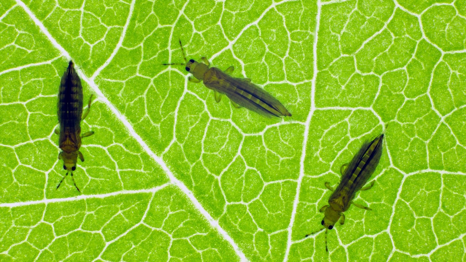 Light shining through a leaf, showing three adult thrips on the underside of the leaf.