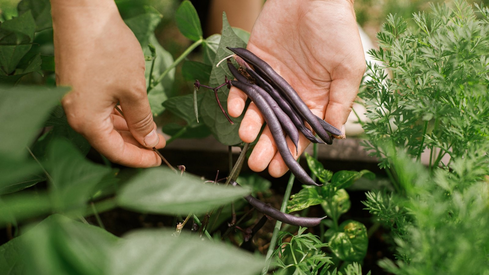 Close-up of a man's hands gathering long, purple pods among vibrant green leaves with smooth, pointed edges and prominent veins in a raised bed.
