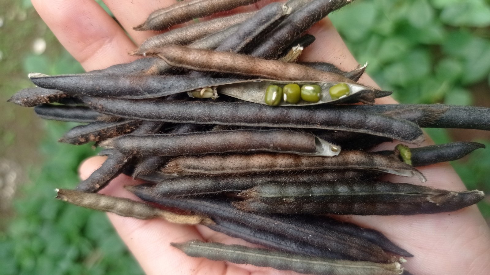 A handful of small, slender pods with a textured purple-green surface contains tiny green mung beans inside.
