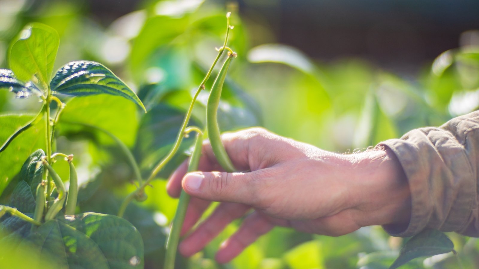 A man's hand reaches to pick slender, elongated bright green pods from the plant's leafy stems in a sunny garden.
