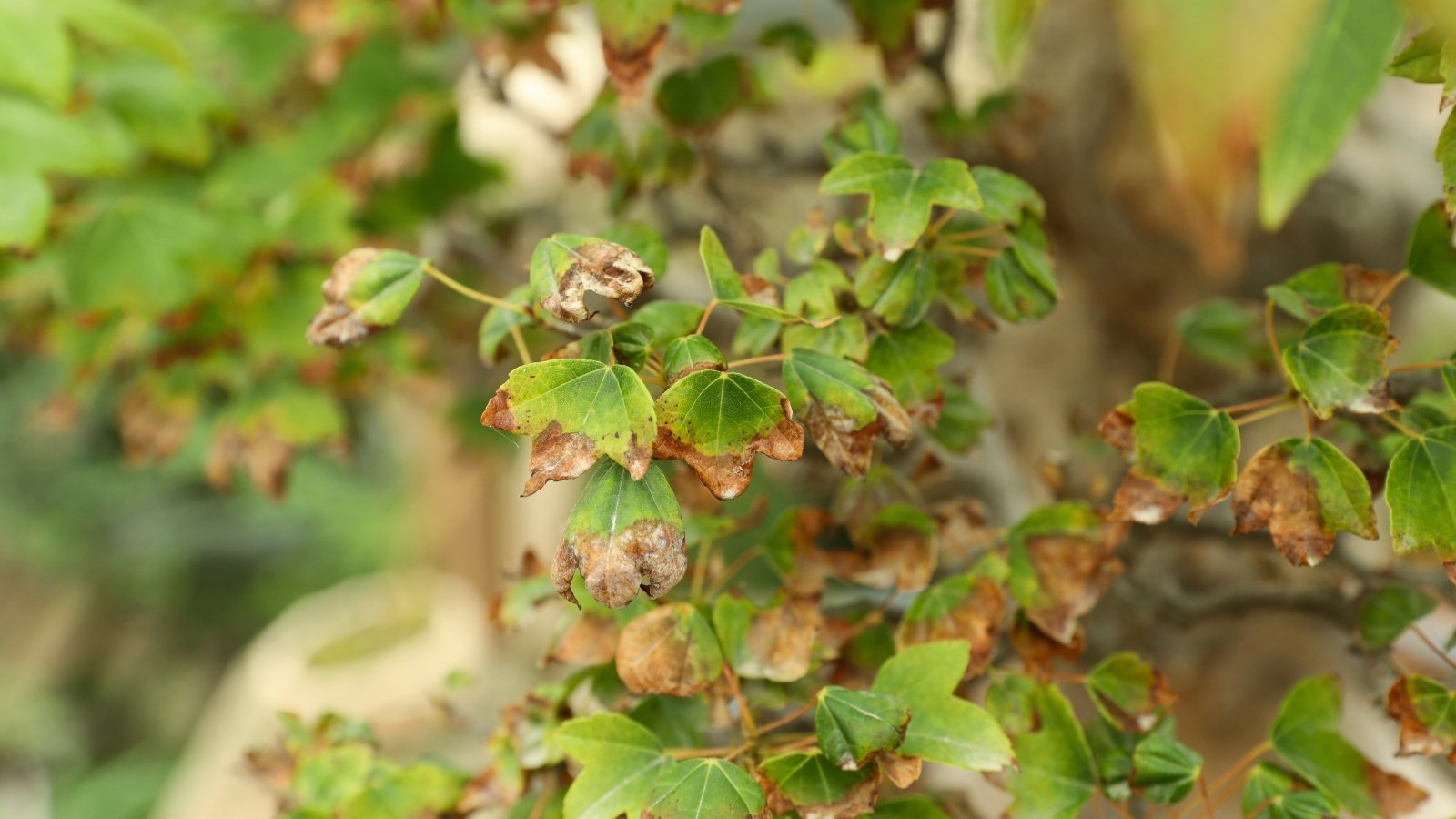 Close-up of a tree with small lobed leaves showing signs of over-fertilization, characterized by dry, brown tips.