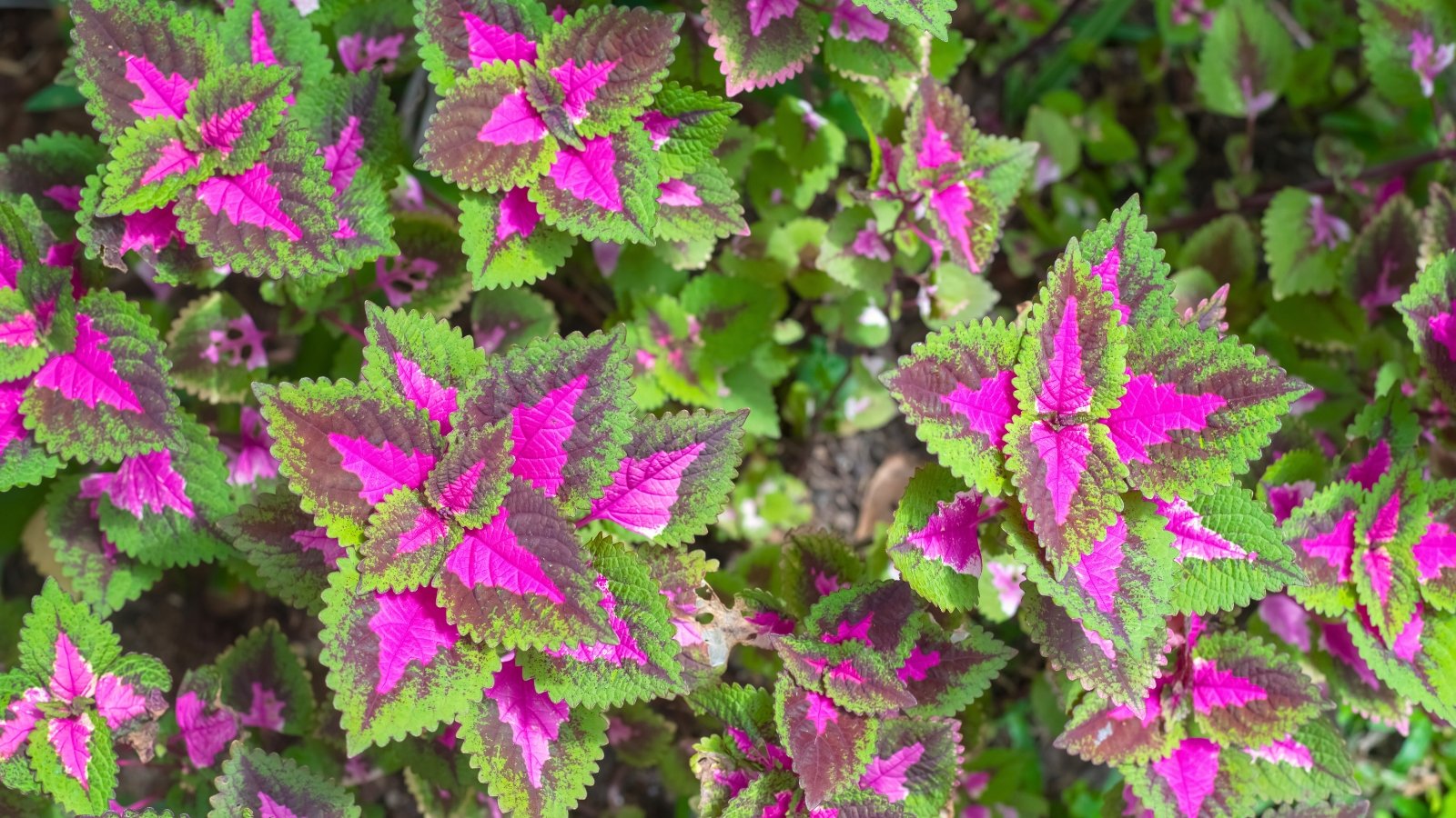 The coleus plant is characterized by its large, colorful leaves with intricate patterns of pink, green, and purple, displaying contrasting veins and serrated edges.