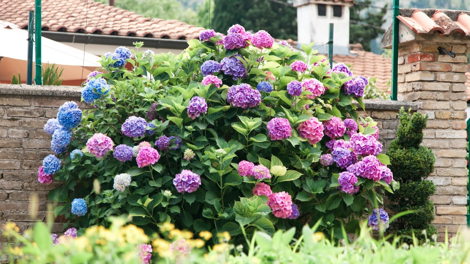 A large, rounded bush with broad, heart-shaped green leaves with jagged edges and striking, ball-like clusters of bright flowers in shades of pink, blue, and purple, set against a stone wall.