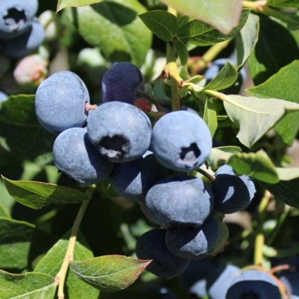 A close-up showcases a branch adorned with ripe duke blueberries, each a miniature burst of flavor. Surrounding them, lush green leaves add a refreshing contrast, their veins etched with life. Bathed in sunlight, these berries and leaves beckon eager hands for harvest.