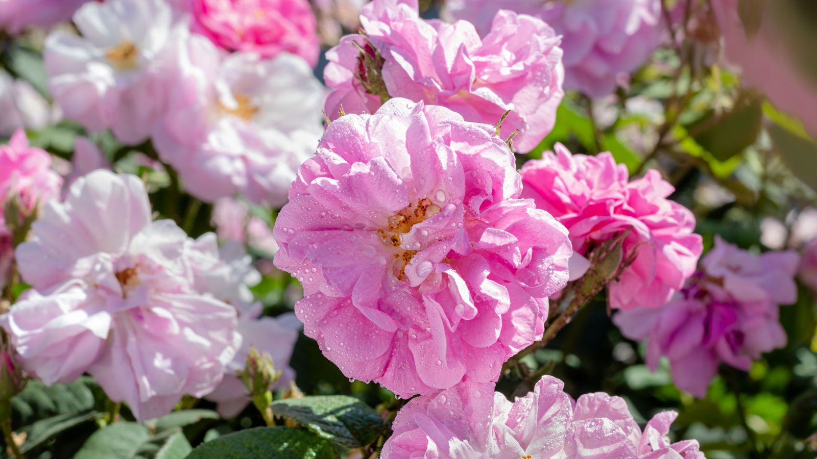 The right way to Plant, Develop, and Care For Autumn Damask Roses