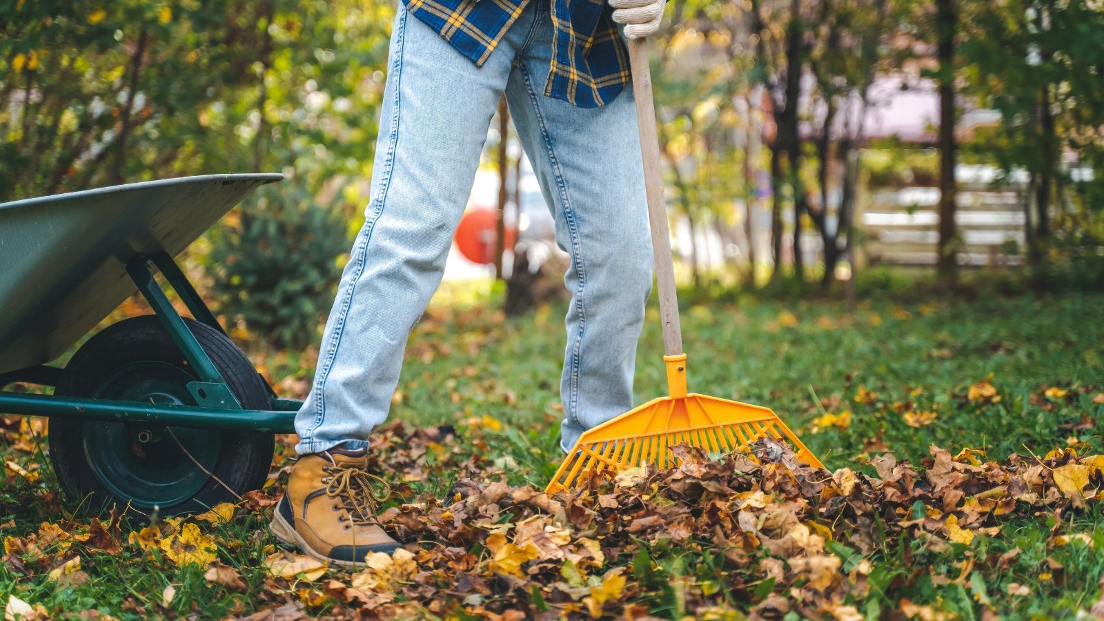 7 Steps to A Wildlife-Pleasant Fall Backyard Cleanup