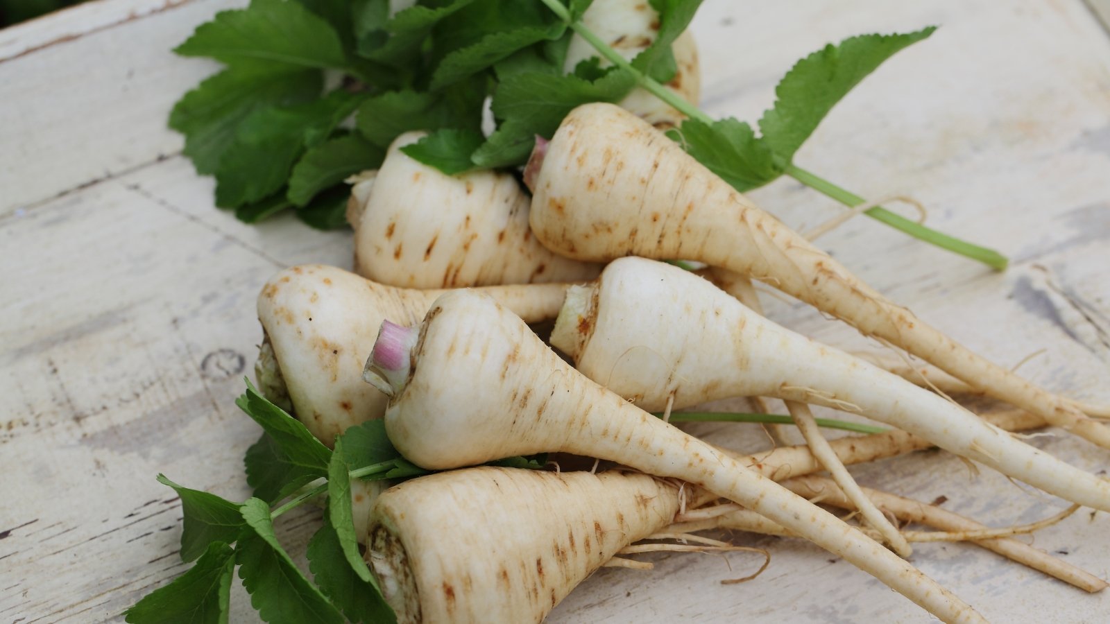 The best way to Overwinter Parsnips in 5 Easy Steps