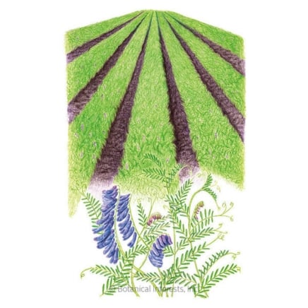 Hairy Vetch Cover Crop Seeds