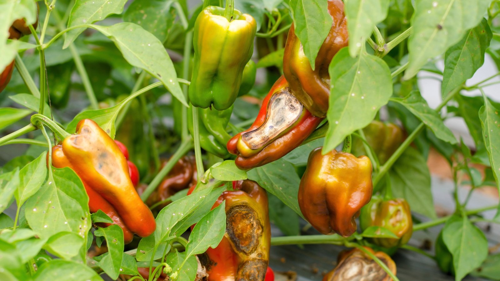 9 Widespread Pepper Illnesses to Look ahead to This Season