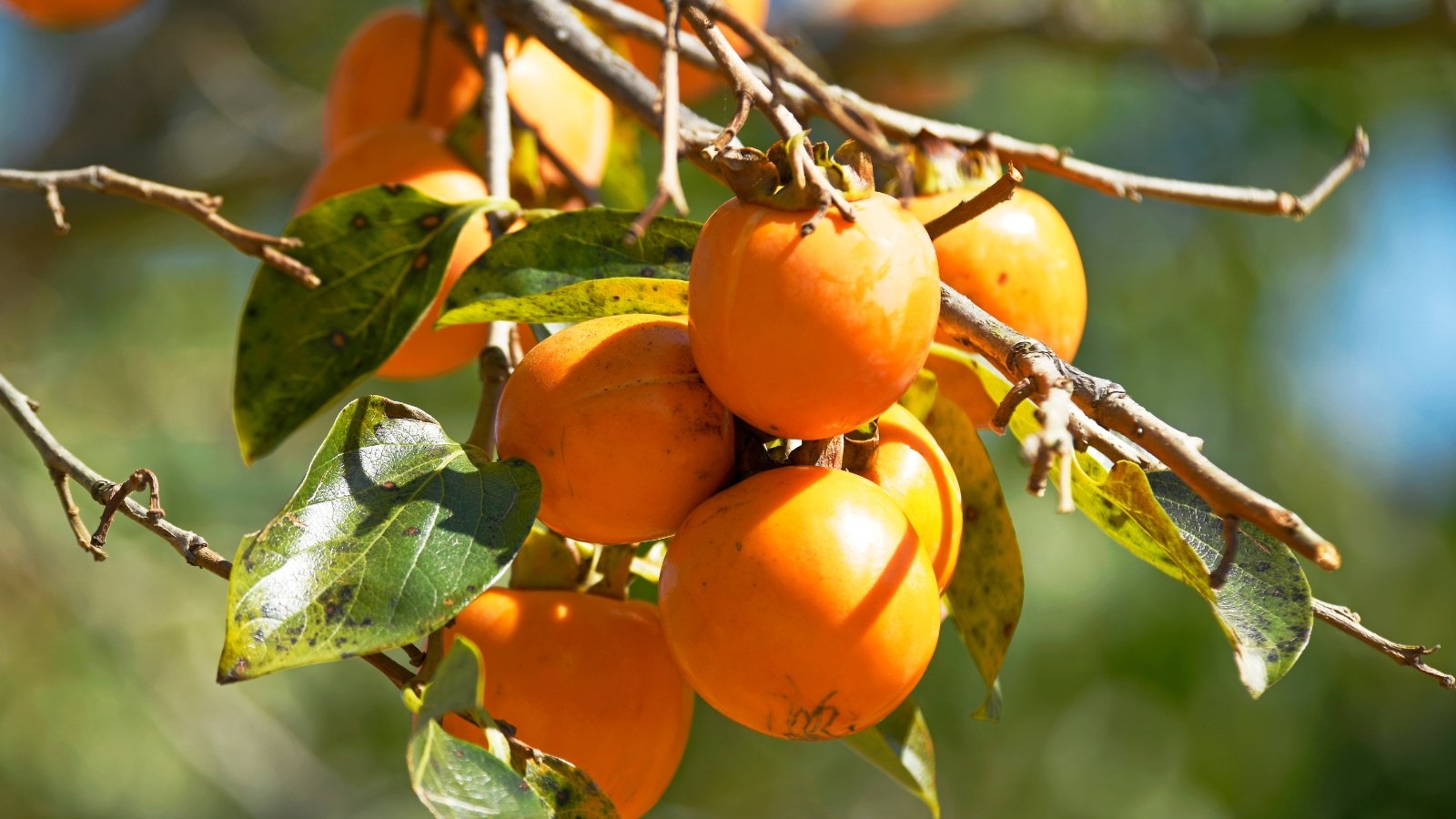 5 Persimmon Tree Ailments and The best way to Deal with Them