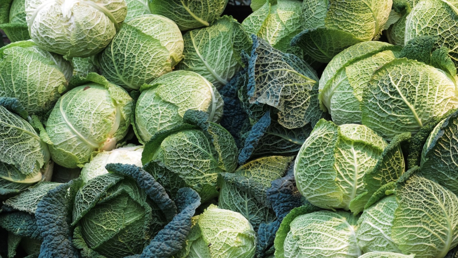 Tips on how to Plant, Develop, and Take care of Savoy Cabbage