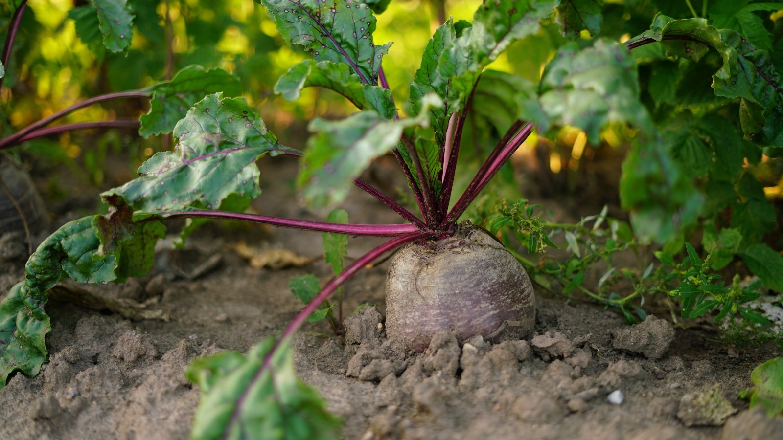 5 Indicators Your Beets are Able to Harvest