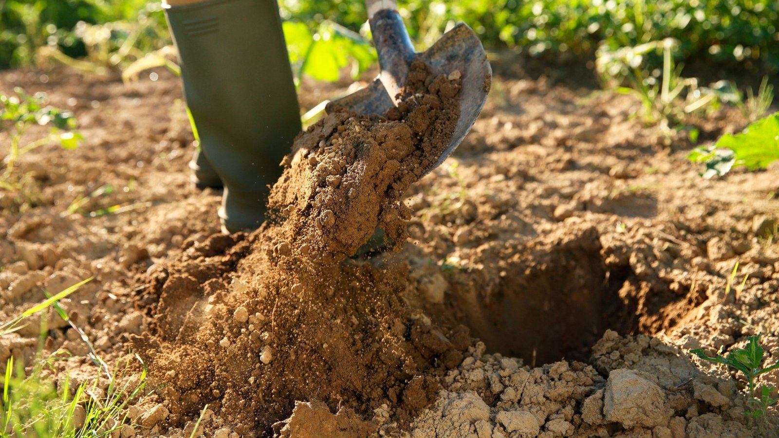 5 Methods You Can Enhance Your Backyard Soil in November