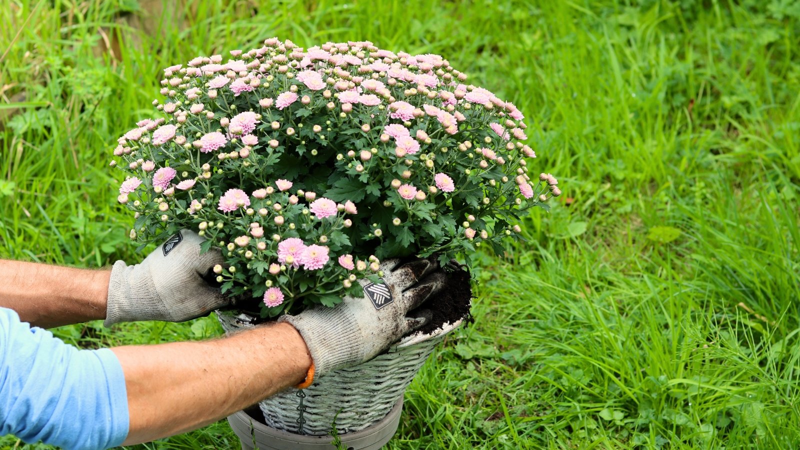 A close-up of a gardener in gray gloves adding fresh soil to a newly transplanted chrysanthemum in a wicker pot, which displays clusters of vibrant pink flowers against a backdrop of dark green, deeply lobed leaves that enhance its texture and contrast.
