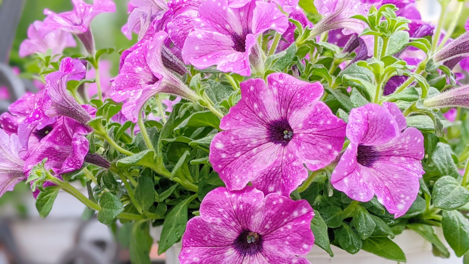 9 Methods to Save Wilting Petunias