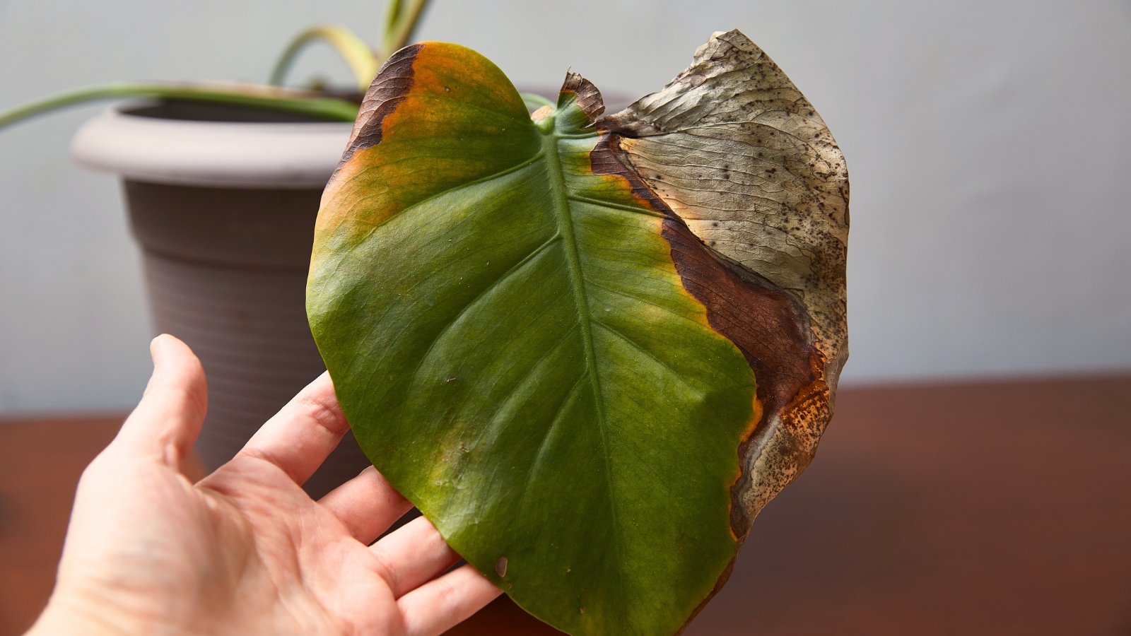 5 Most Widespread Houseplant Illnesses: Prevention and Remedy