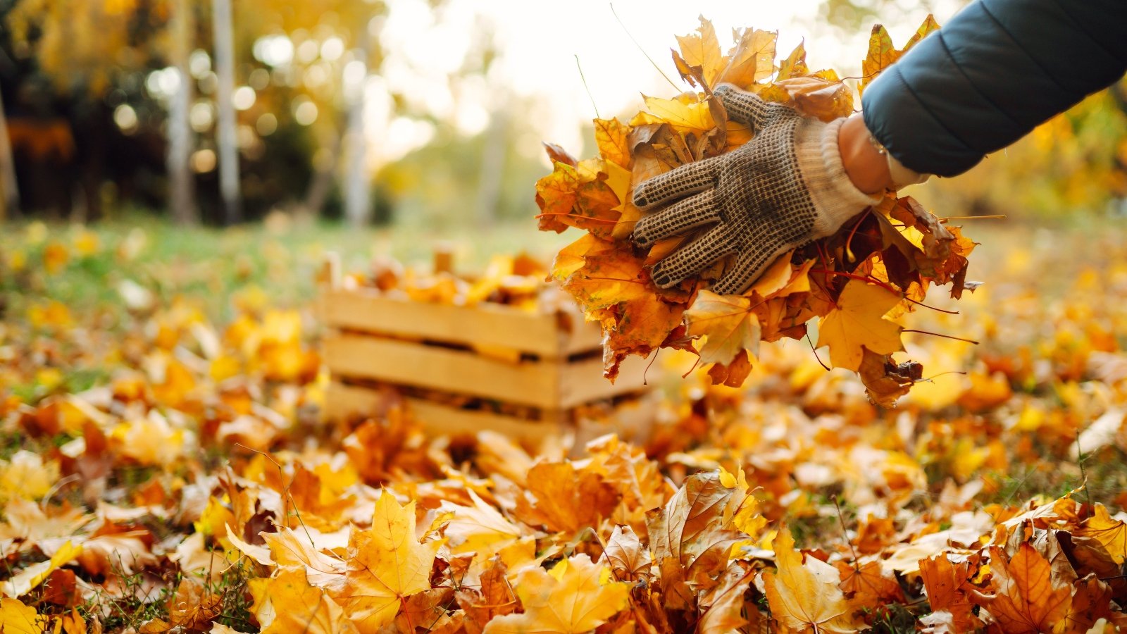 9 Methods to Flip Your Fall Leaves Into Backyard Gold