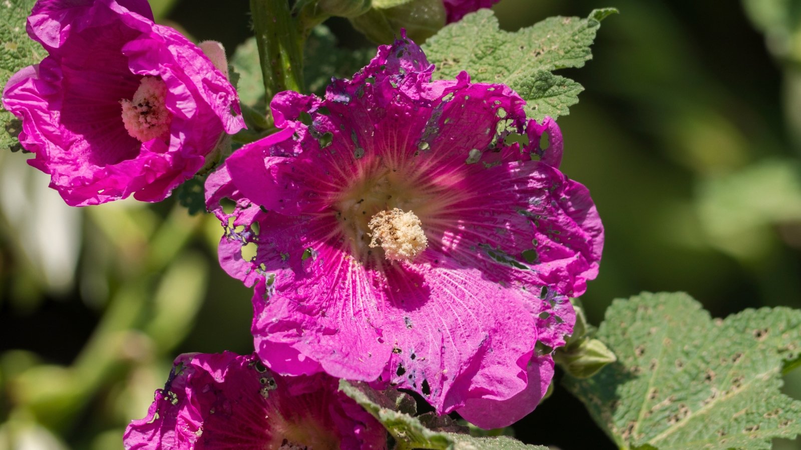 What’s Consuming My Hollyhocks? 7 Hollyhock Pests