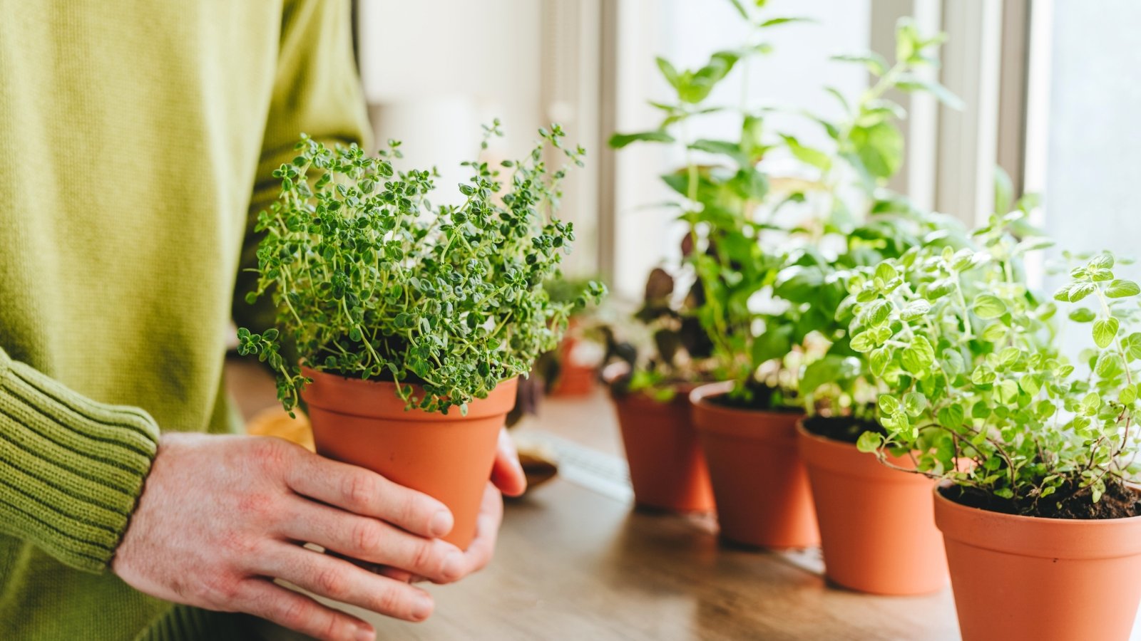 11 Herbs You Can Develop Indoors in Low Mild