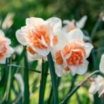 15 Daffodil Varieties With Additional Giant Blooms