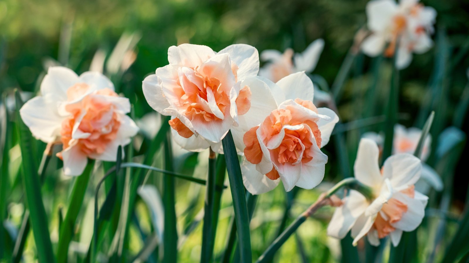 15 Daffodil Varieties With Additional Giant Blooms