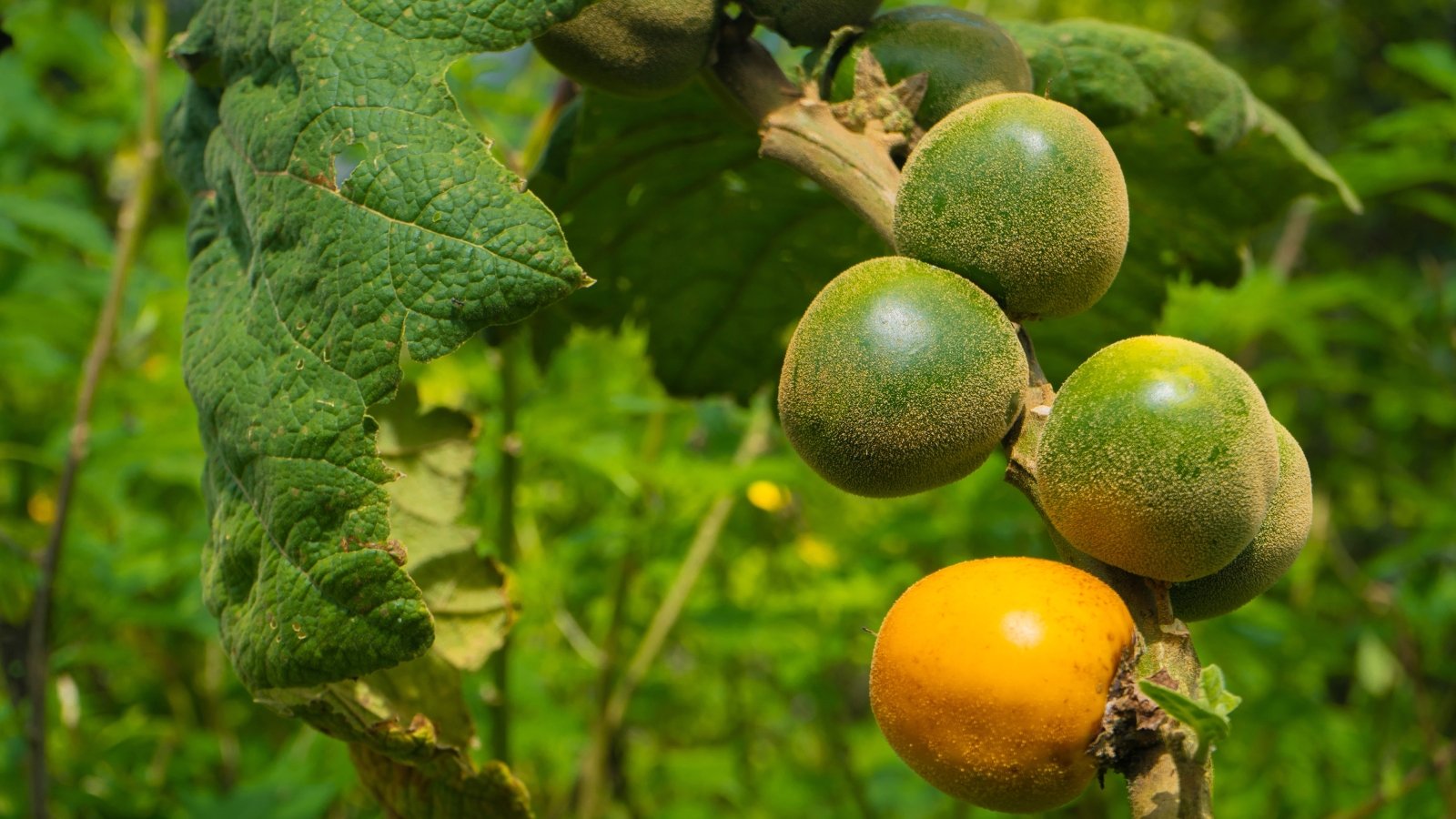 Tips on how to Plant, Develop, and Look after Naranjilla (Lulo) Shrubs